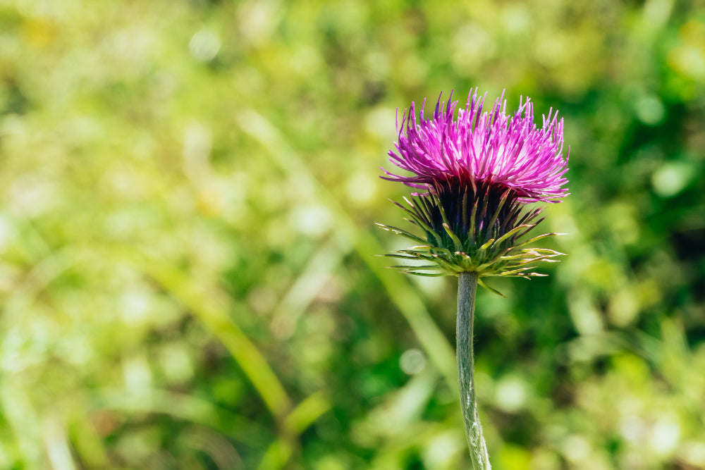 Milk Thistle Dosage Guide