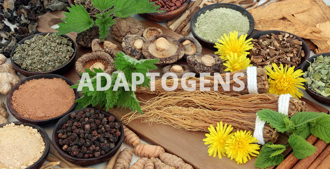 adaptogens