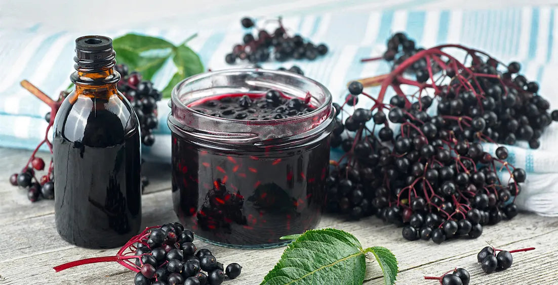 Elderberry Supplement Benefits for the Immune System, Gut, and Skin