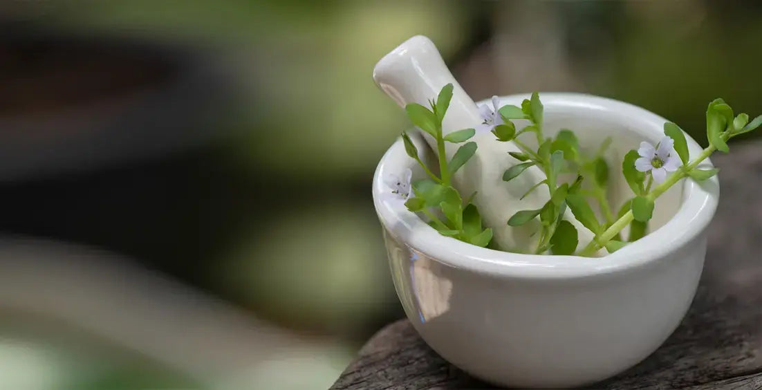 Bacopa Monnieri Benefits