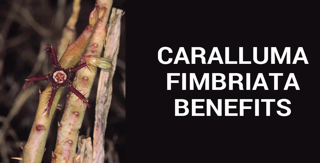 Caralluma Fimbriata Benefits