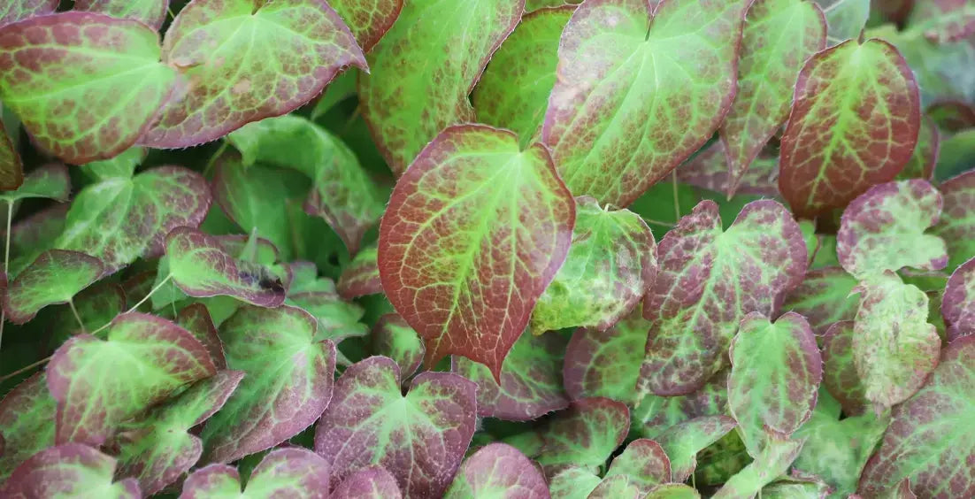 Health benefits of horny goat weed
