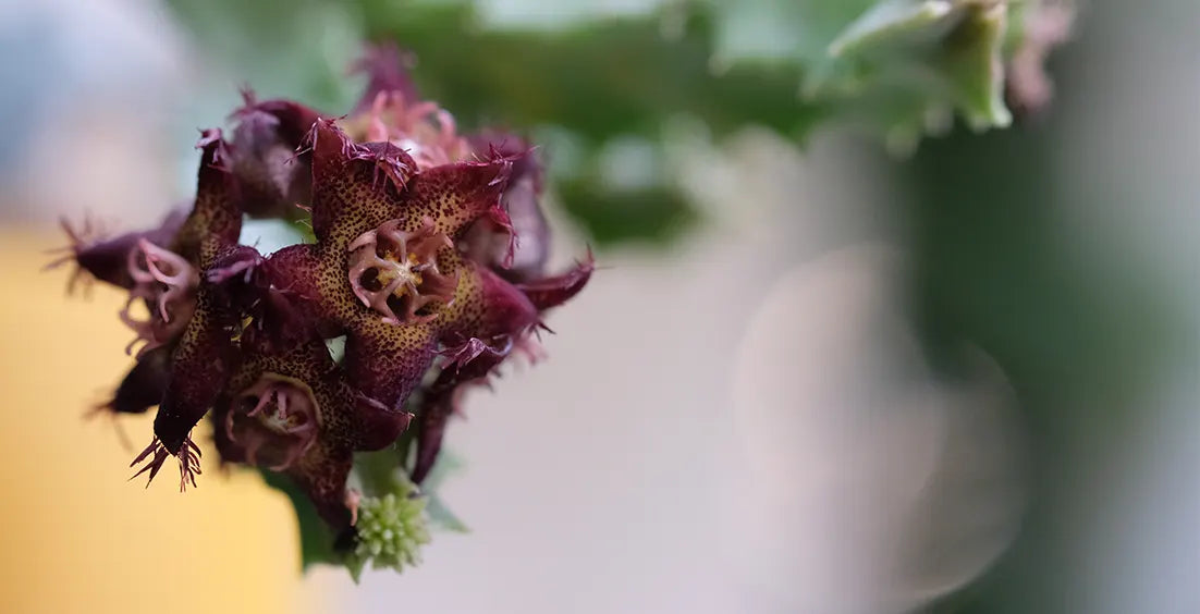 The Best Caralluma Fimbriata Supplement: A Natural Appetite Suppressant for Weight Loss - Does It Work?