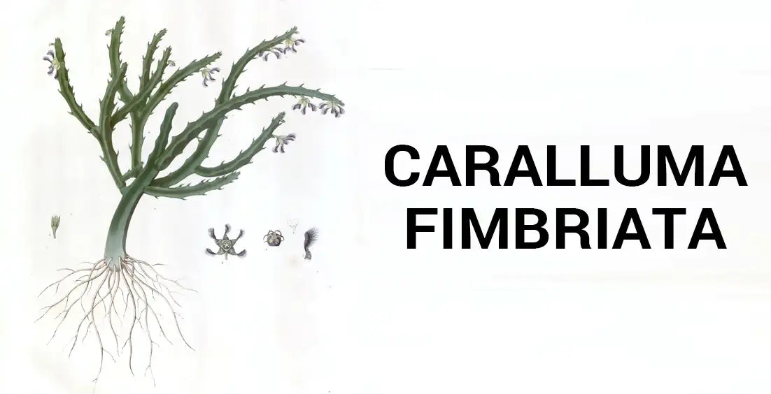 Caralluma Fimbriata