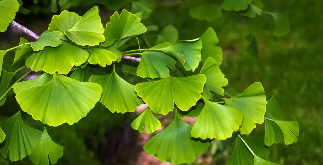 Can Ginkgo Biloba Help with Erectile Dysfunction?