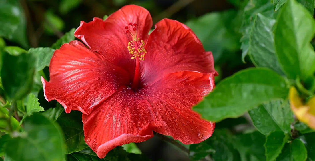 Hibiscus: Uses, Dosage and Side Effects