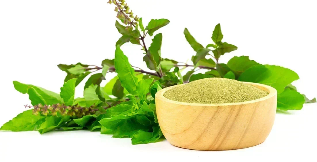 Holy Basil (Tulsi): Understanding the Potential Benefits