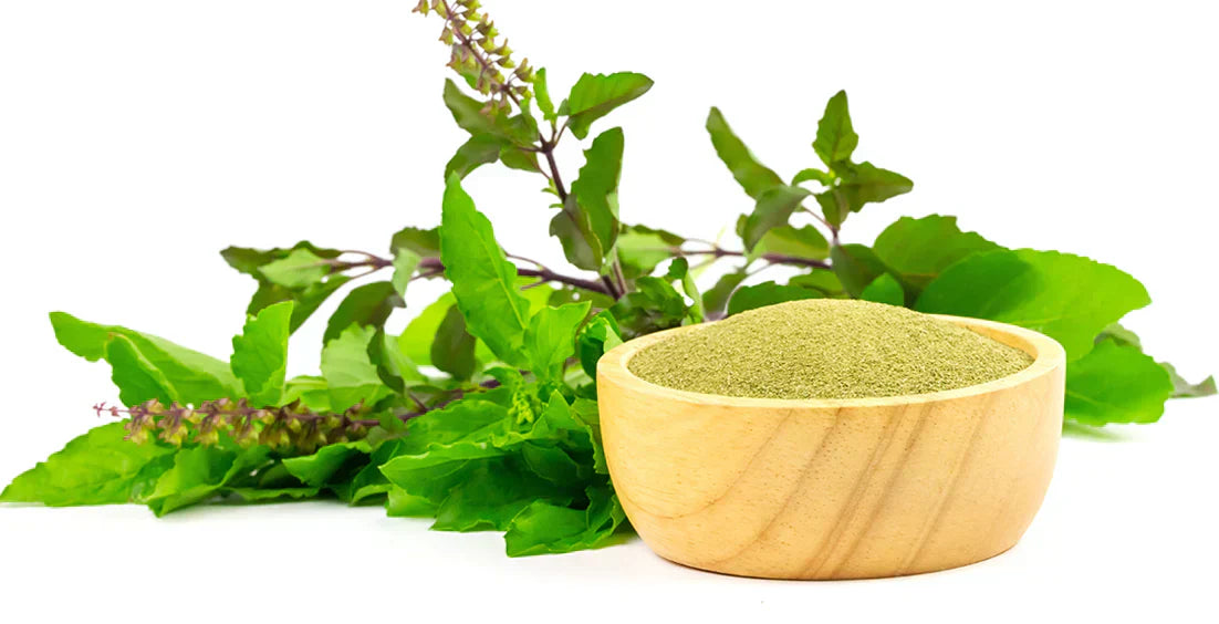 Holy Basil : Ayurveda’s Herb for Balance, Immunity & Everyday Calm