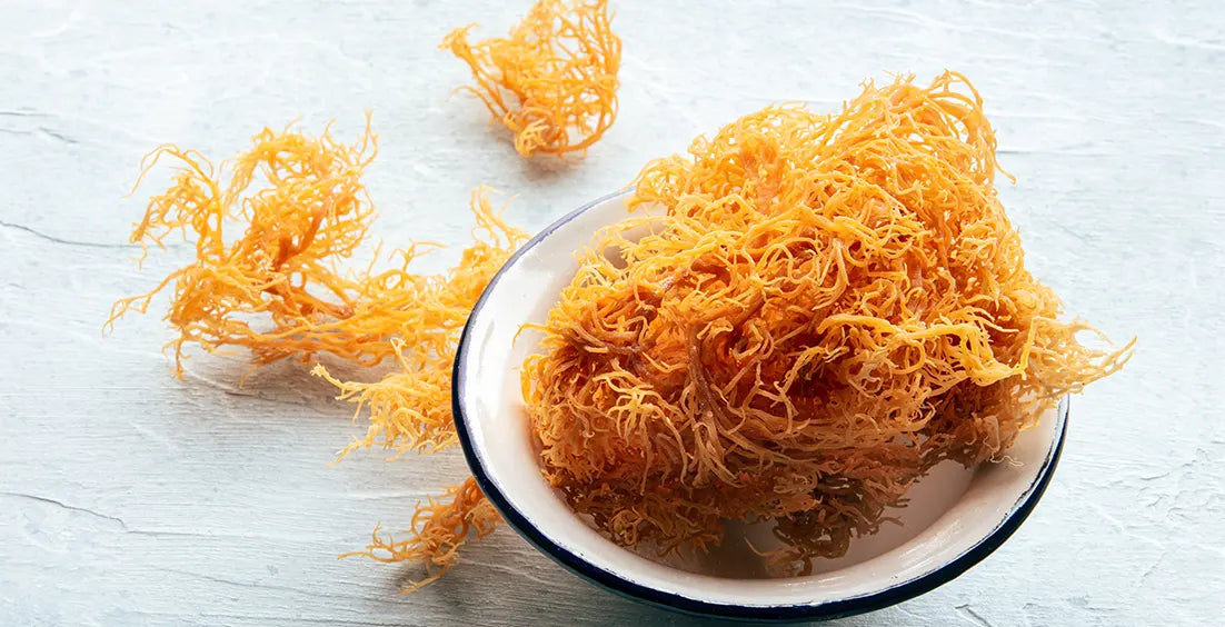 Sea Moss You Should Take Daily