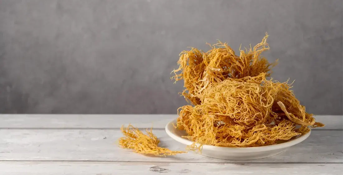Brain Benefits of Irish Sea Moss: Boost Mental Clarity and Cognitive Health
