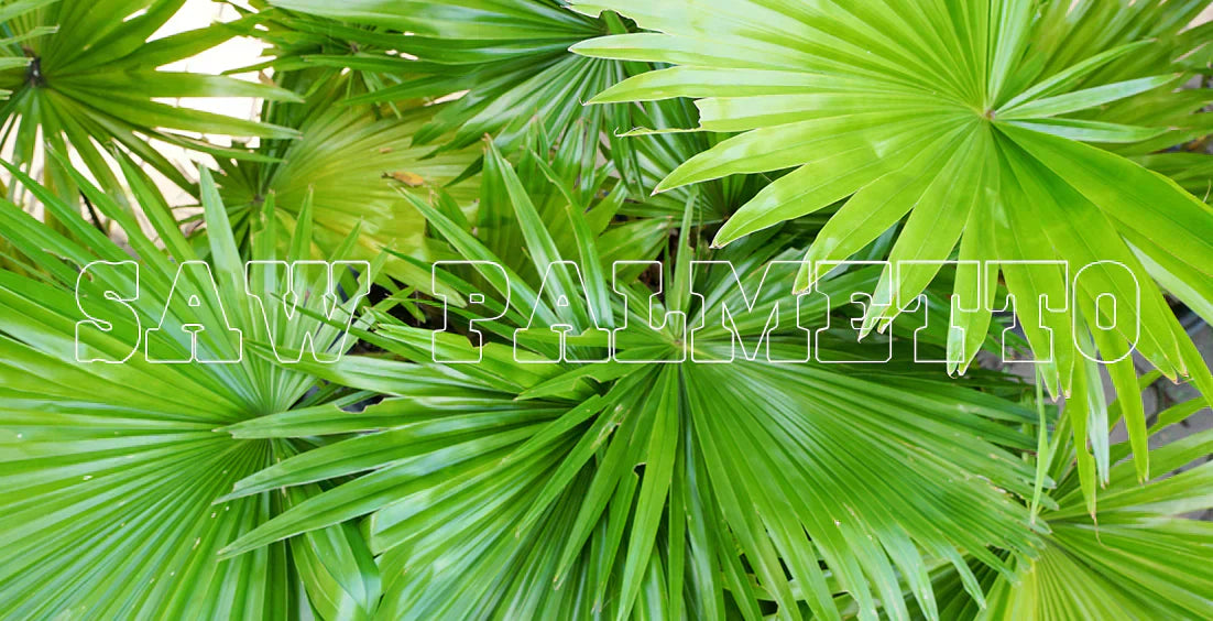 Best Saw Palmetto Supplement