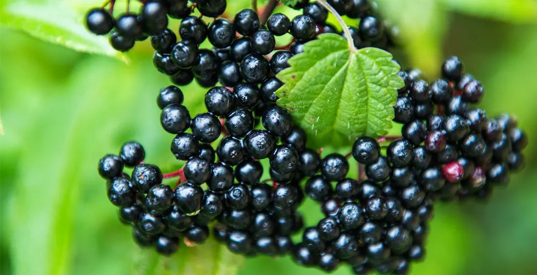 What Form of Elderberry Is Most Effective to Take?