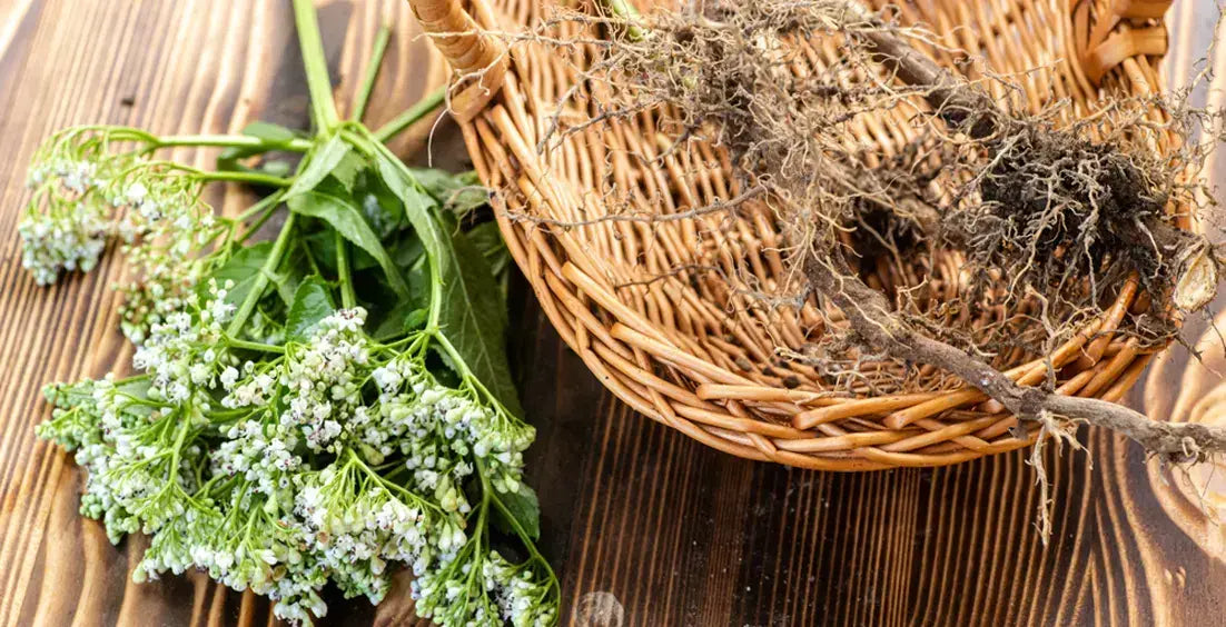 Is Valerian Root Safe For Pregnancy