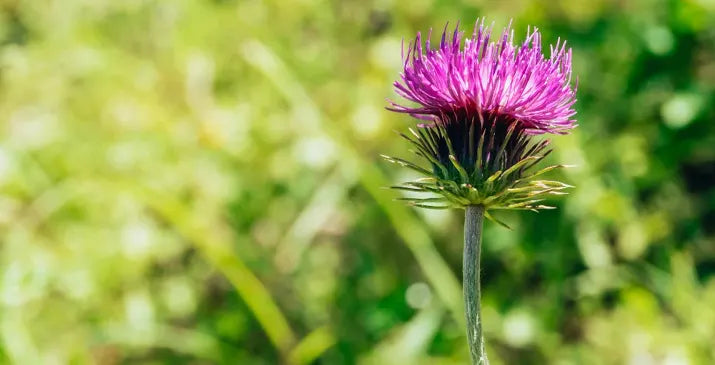 Milk Thistle Dosage Guide
