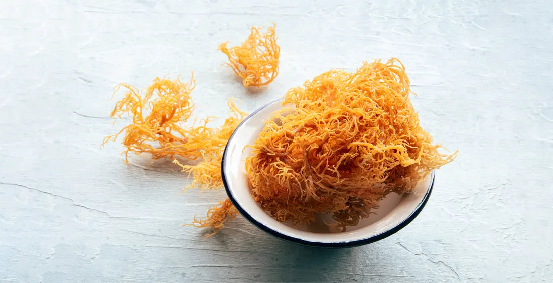 Everything You Need to Know About the Benefits Of Sea Moss