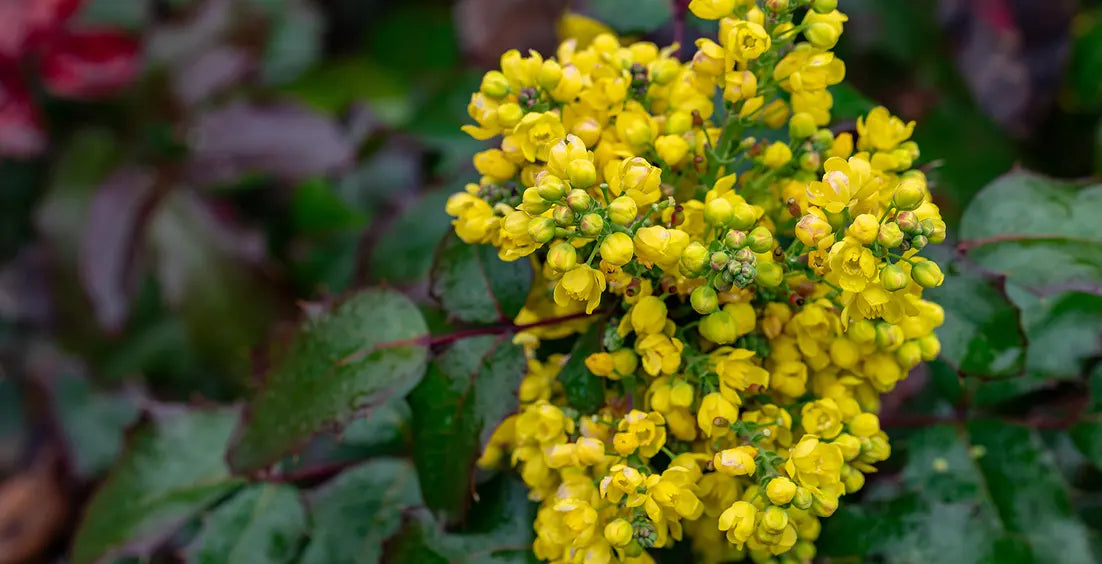 How Much Berberine Should I Take?