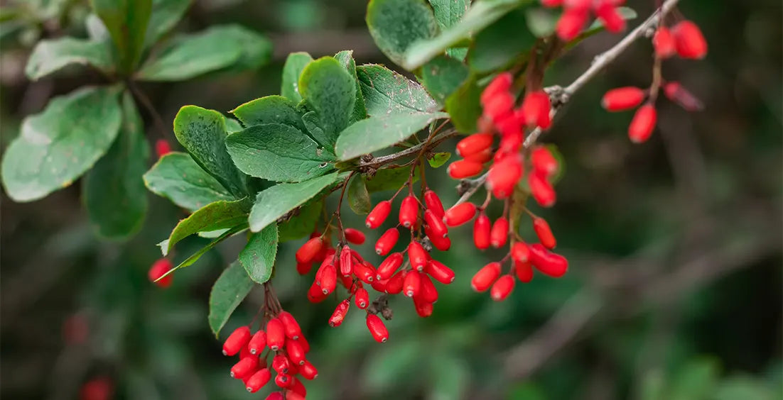 Natural Source of Berberine