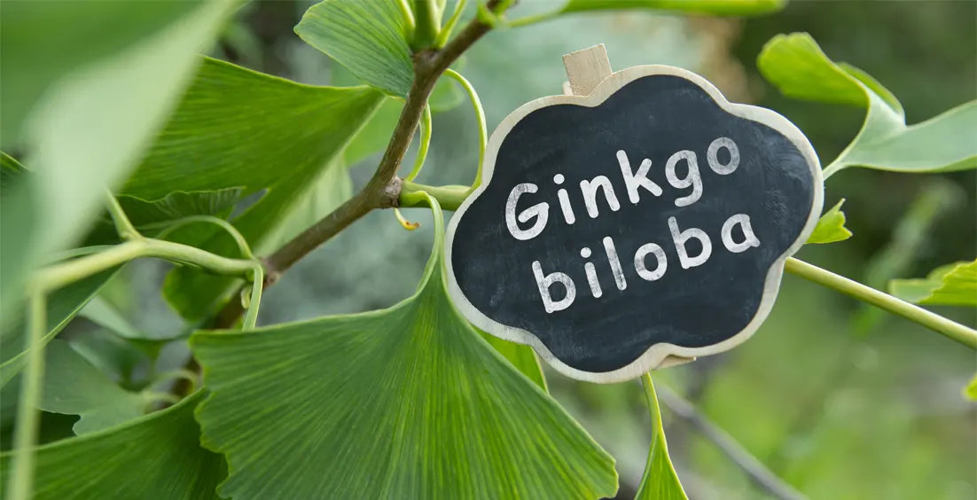 Is It Safe to Take Ginkgo Biloba Daily?