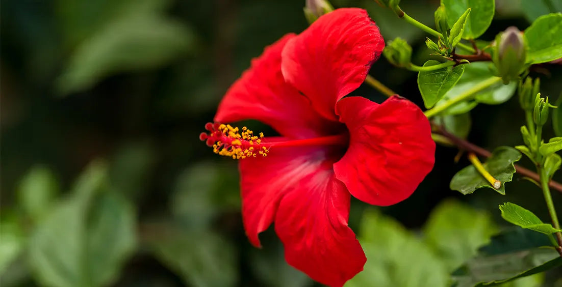 Hibiscus Tea Benefits: A Complete Guide for Better Health