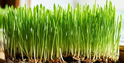 Is Wheatgrass Gluten-Free?