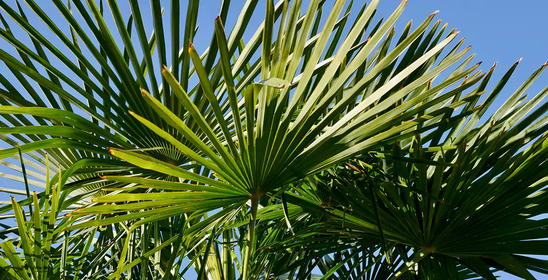 Saw Palmetto Benefits for Prostate and Hormone Health