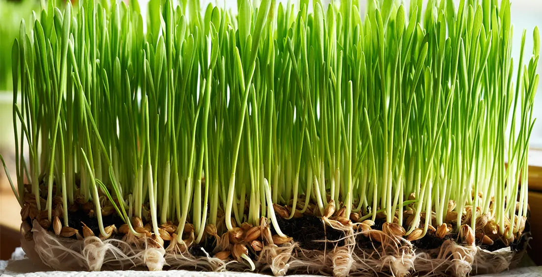 What Is The Best Way To Take Wheatgrass Powder?